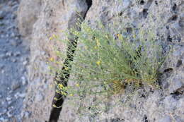 Image of three-lobed rockdaisy