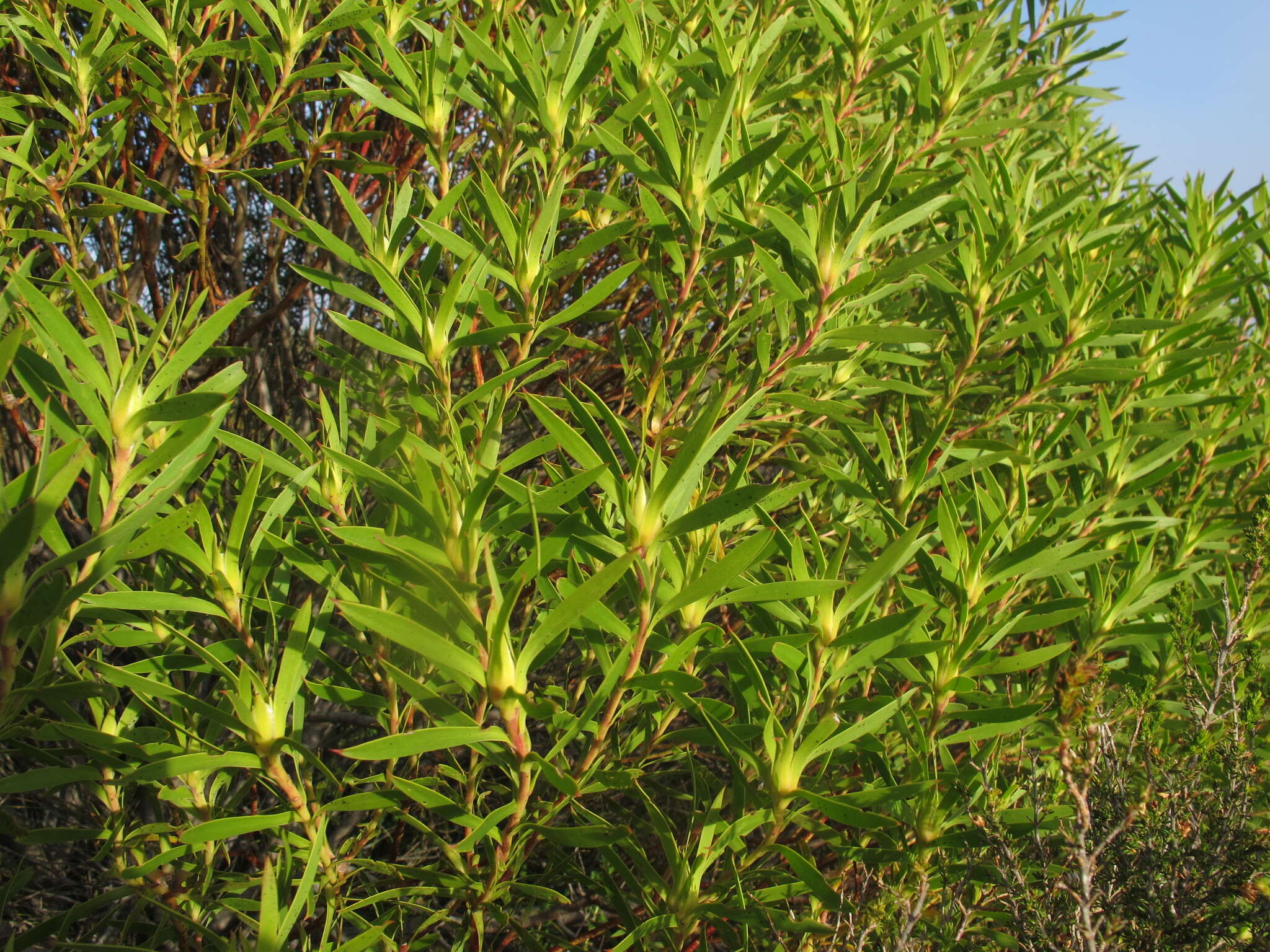 صورة Leucadendron coniferum (Thunb.) Meissn.