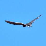 Image of Black Flying Fox