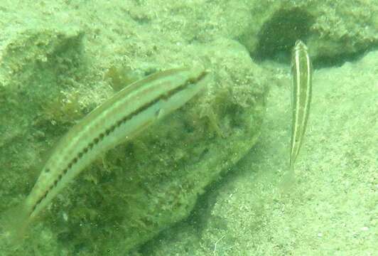 Image of Slippery Dick