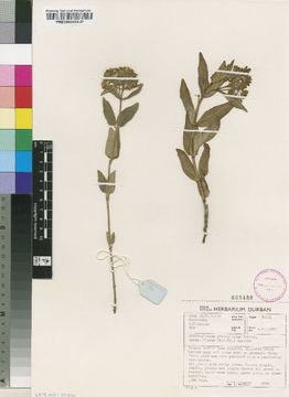 Image of Schizoglossum