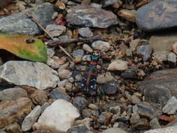 Image of Cicindela (Sophiodela) chinensis De Geer 1774