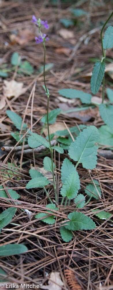 Image de Betonica officinalis L.