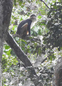 Plancia ëd Cercopithecus wolfi wolfi Meyer 1891