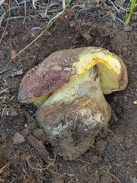 Image of Butyriboletus primiregius D. Arora & J. L. Frank 2014