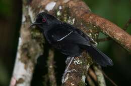 Image of White-shouldered Fire-eye