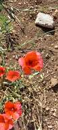 Image of Papaver syriacum Boiss. & Bl.