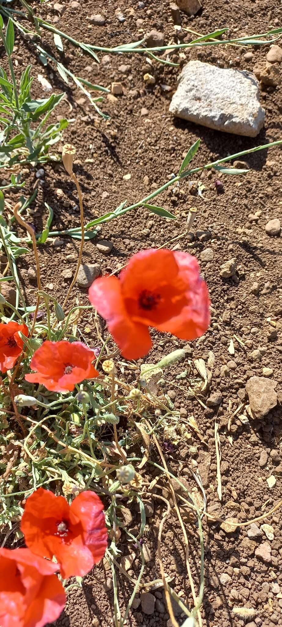 Image of Papaver syriacum Boiss. & Bl.