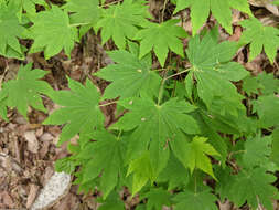 Image of Siebold's Maple