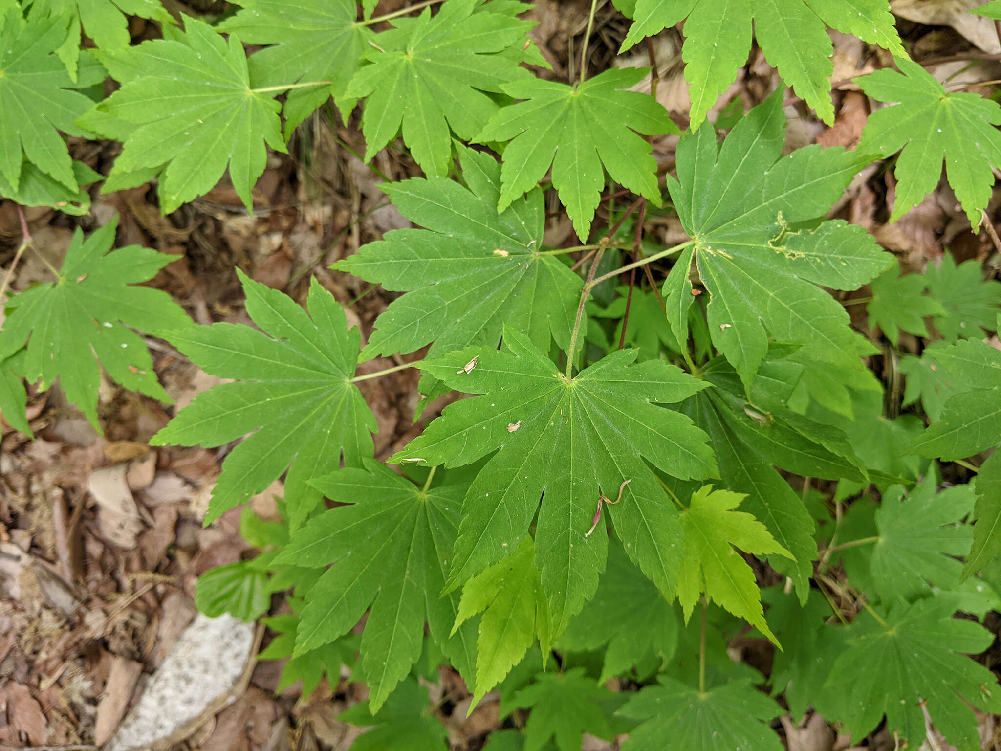 Plancia ëd Acer sieboldianum Miq.