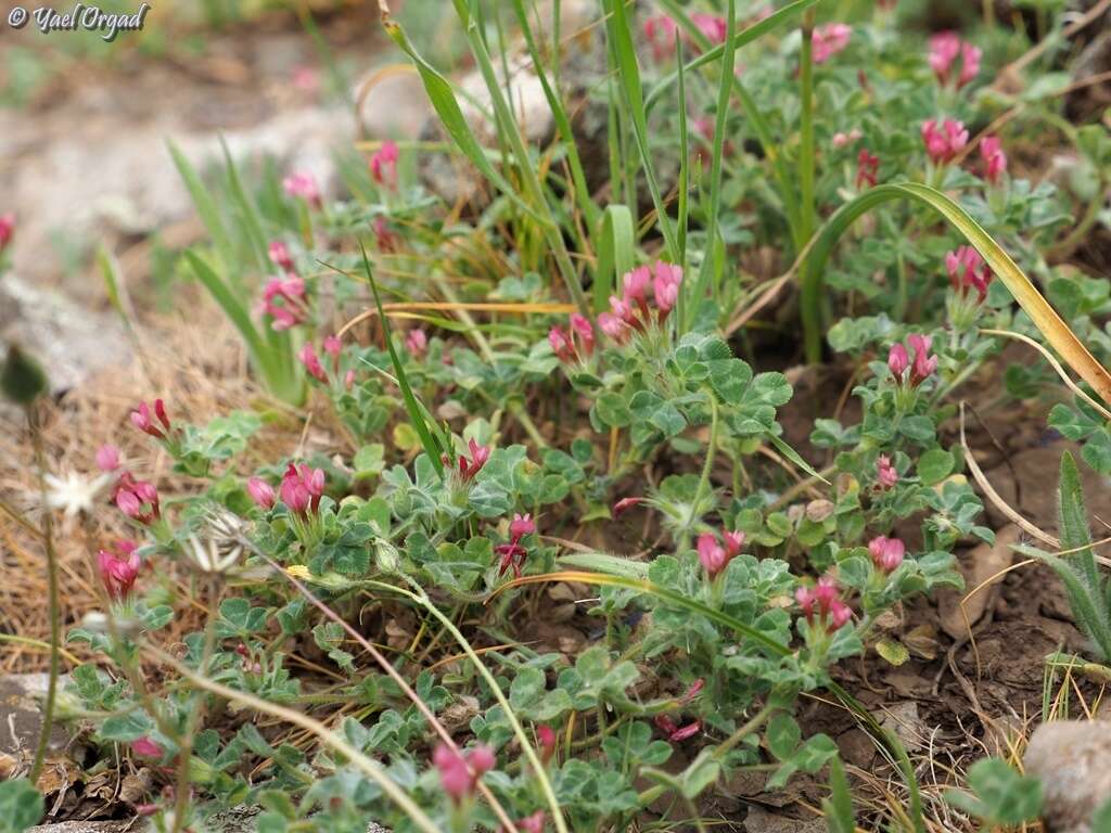 Plancia ëd Trifolium pauciflorum d'Urv.