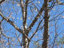 Image of Ceiba aesculifolia subsp. parvifolia (Rose) P. E. Gibbs & Semir