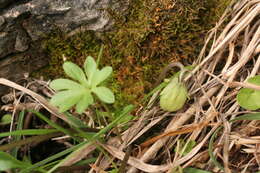 Image of Viola pinnata L.