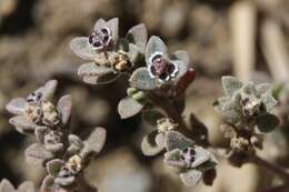 Imagem de Euphorbia melanadenia Torr. & A. Gray