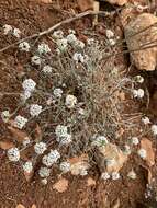 Plancia ëd Lobularia maritima subsp. maritima