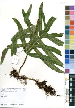 Image of microsorum