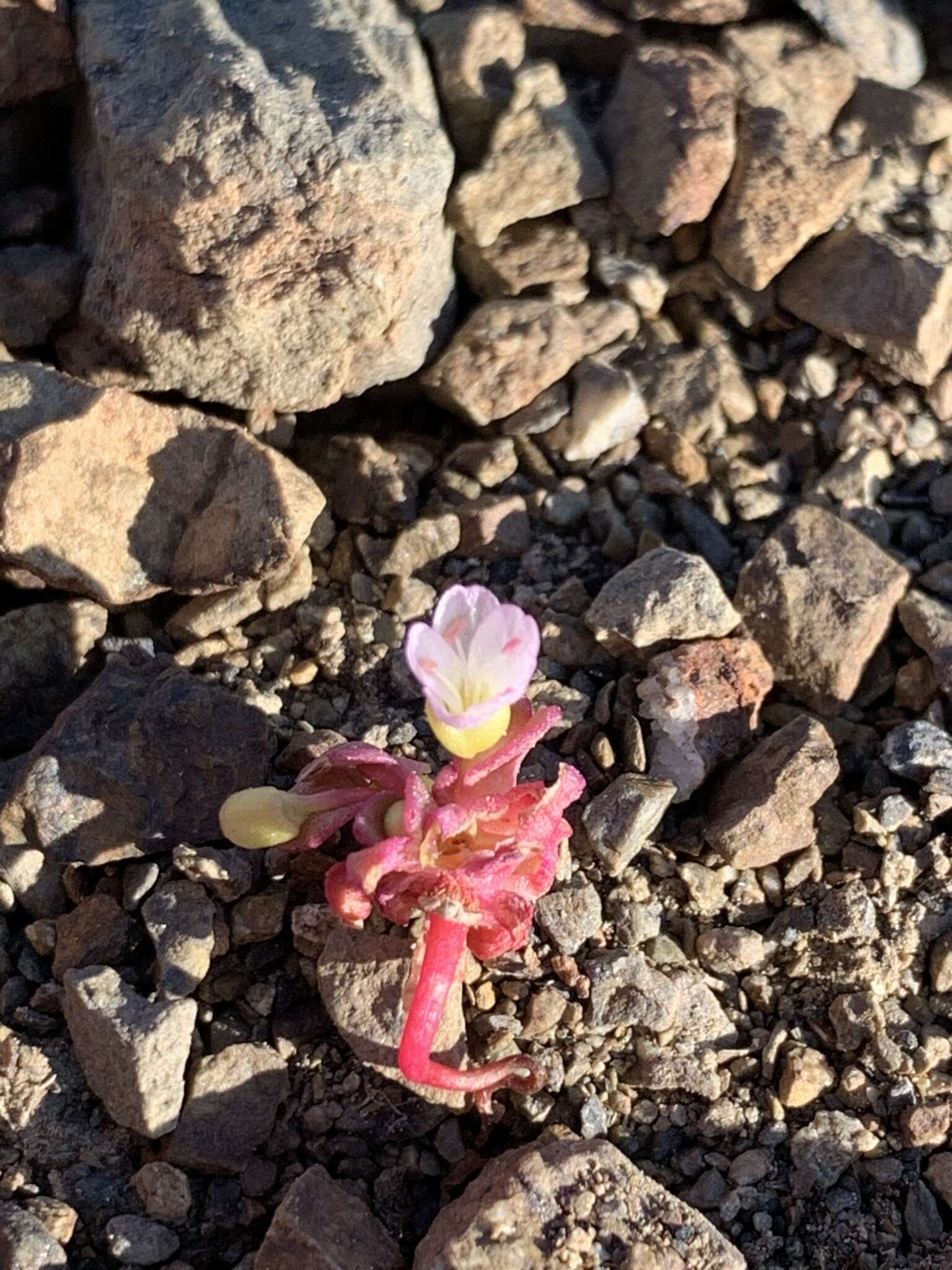 Image of Brandegee's springbeauty