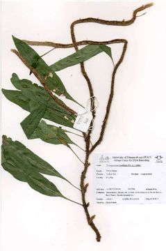Image of snakefern