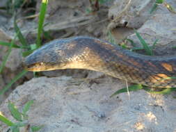 Image of Paraphimophis rusticus (Cope 1878)