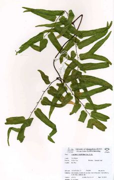 Image of climbing fern