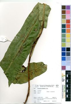Image of microsorum