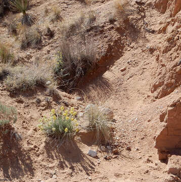 Image of Brenda's yellow cryptantha