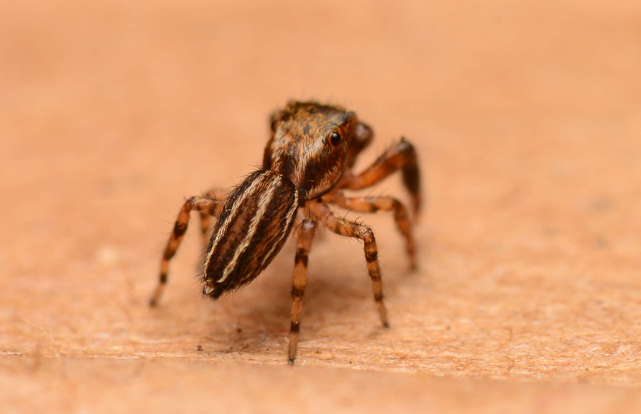 Marpissa lineata (C. L. Koch 1846) resmi