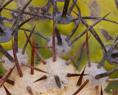 Image of Copiapoa longistaminea F. Ritter