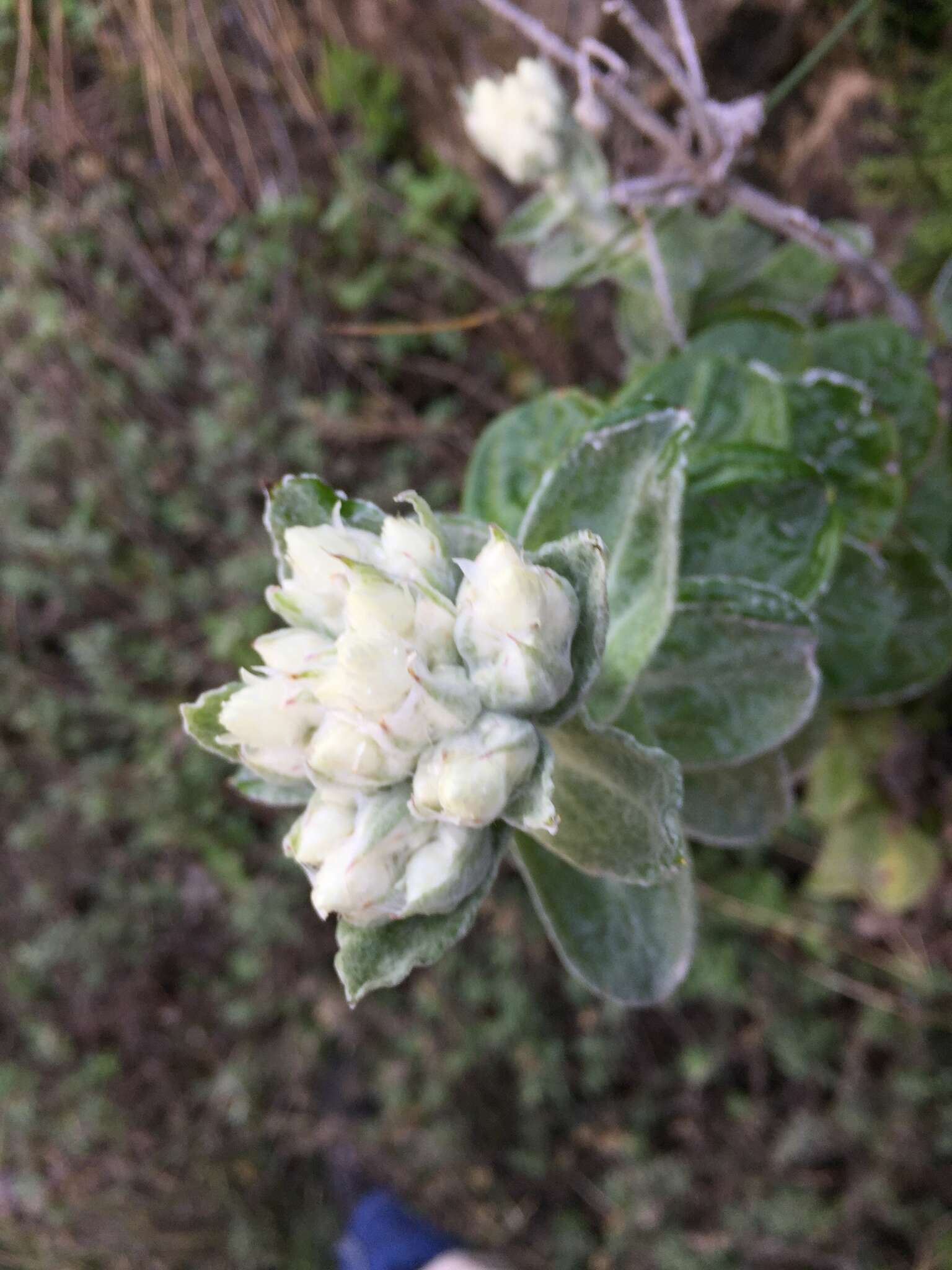 Helichrysum fruticans (L.) D. Don resmi