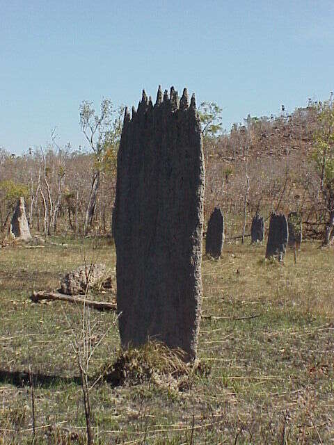 Image of Magnetic termite