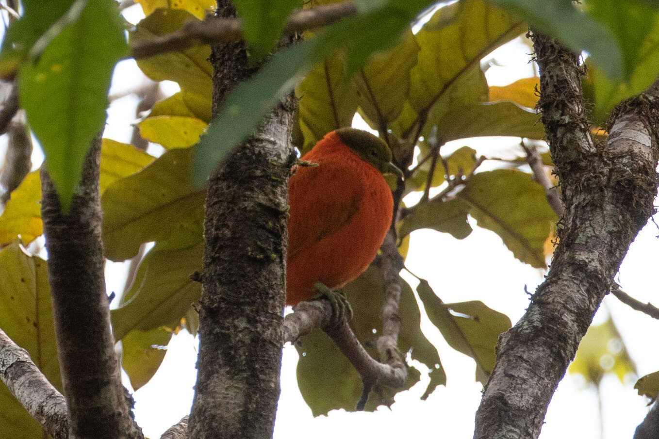 Image of Orange Dove