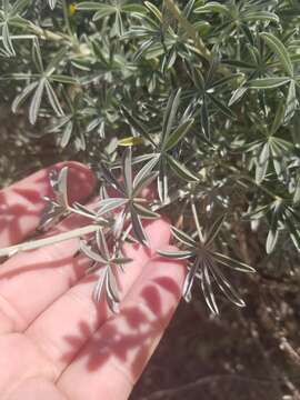 Image of <i>Lupinus paynei</i>