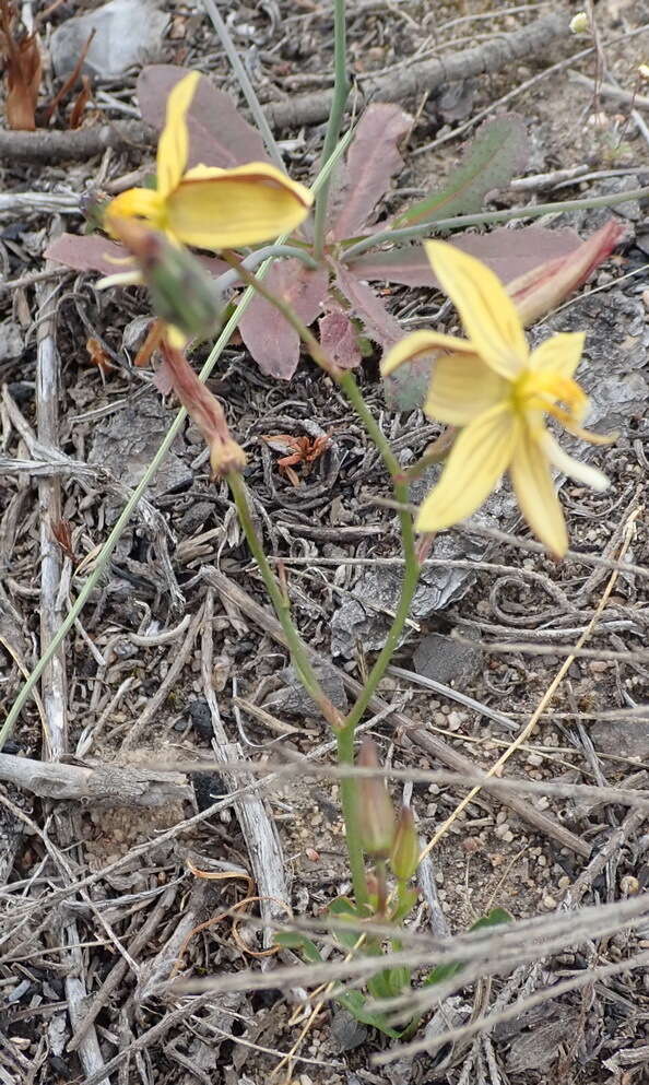 Sivun Cyanella lutea subsp. lutea kuva