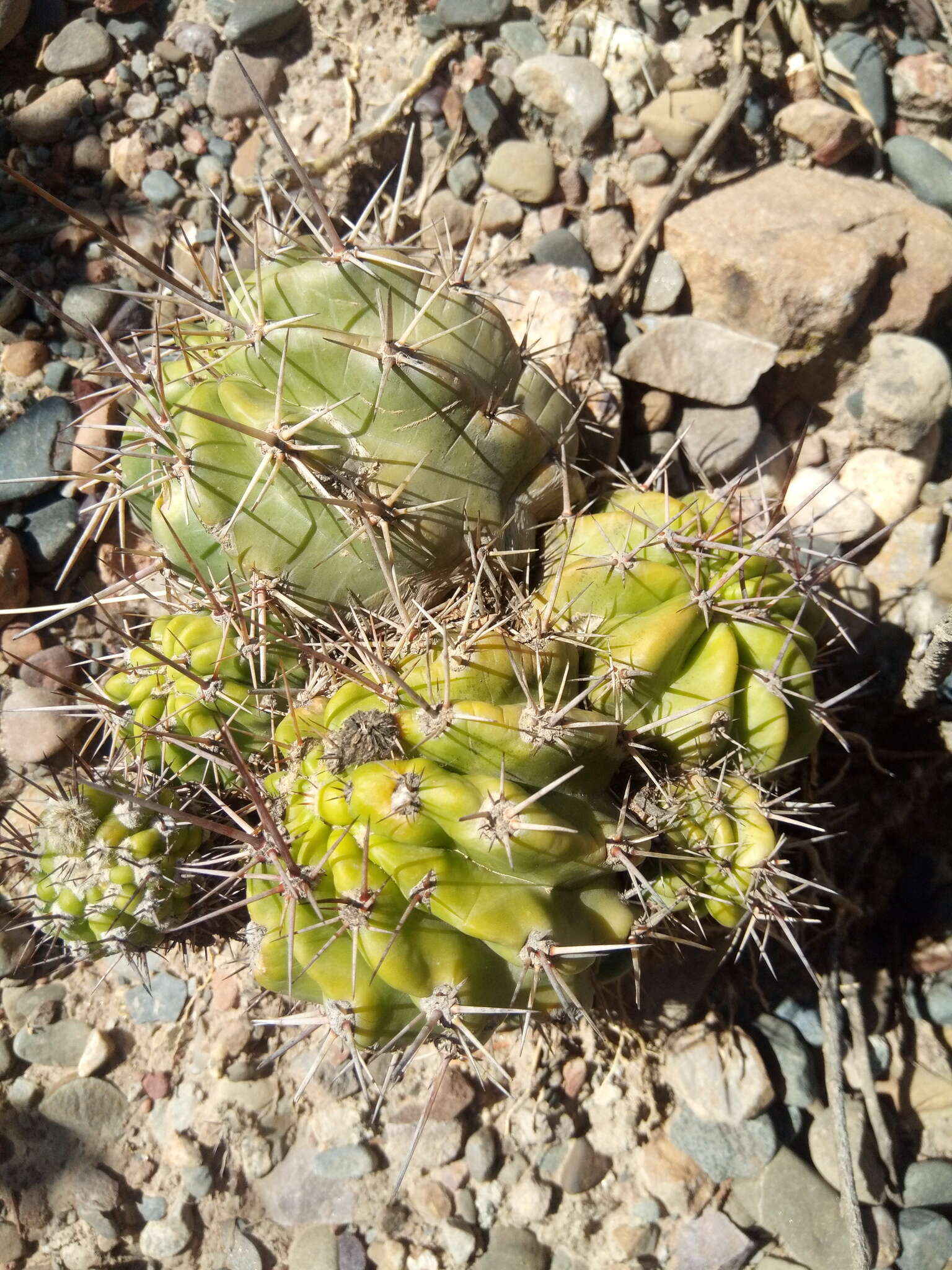 Echinopsis bridgesii Salm-Dyck resmi