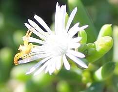 Image of Delosperma subincanum (Haw.) Schwant.