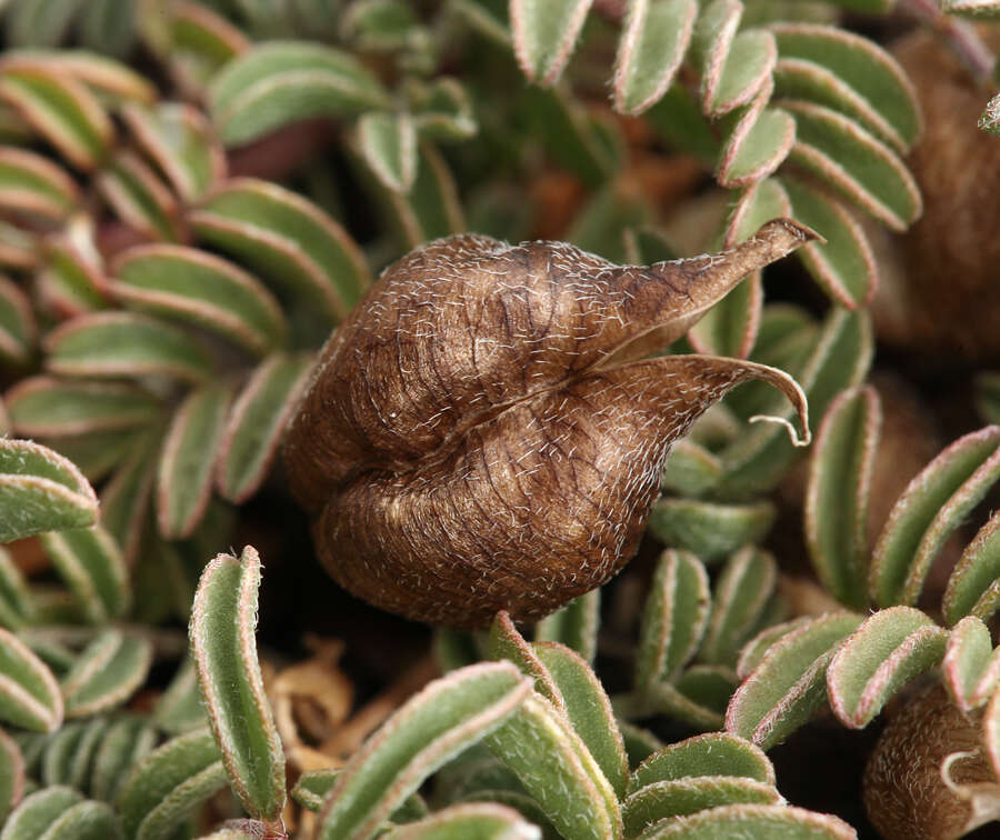 Astragalus lentiginosus var. ineptus (A. Gray) M. E. Jones的圖片