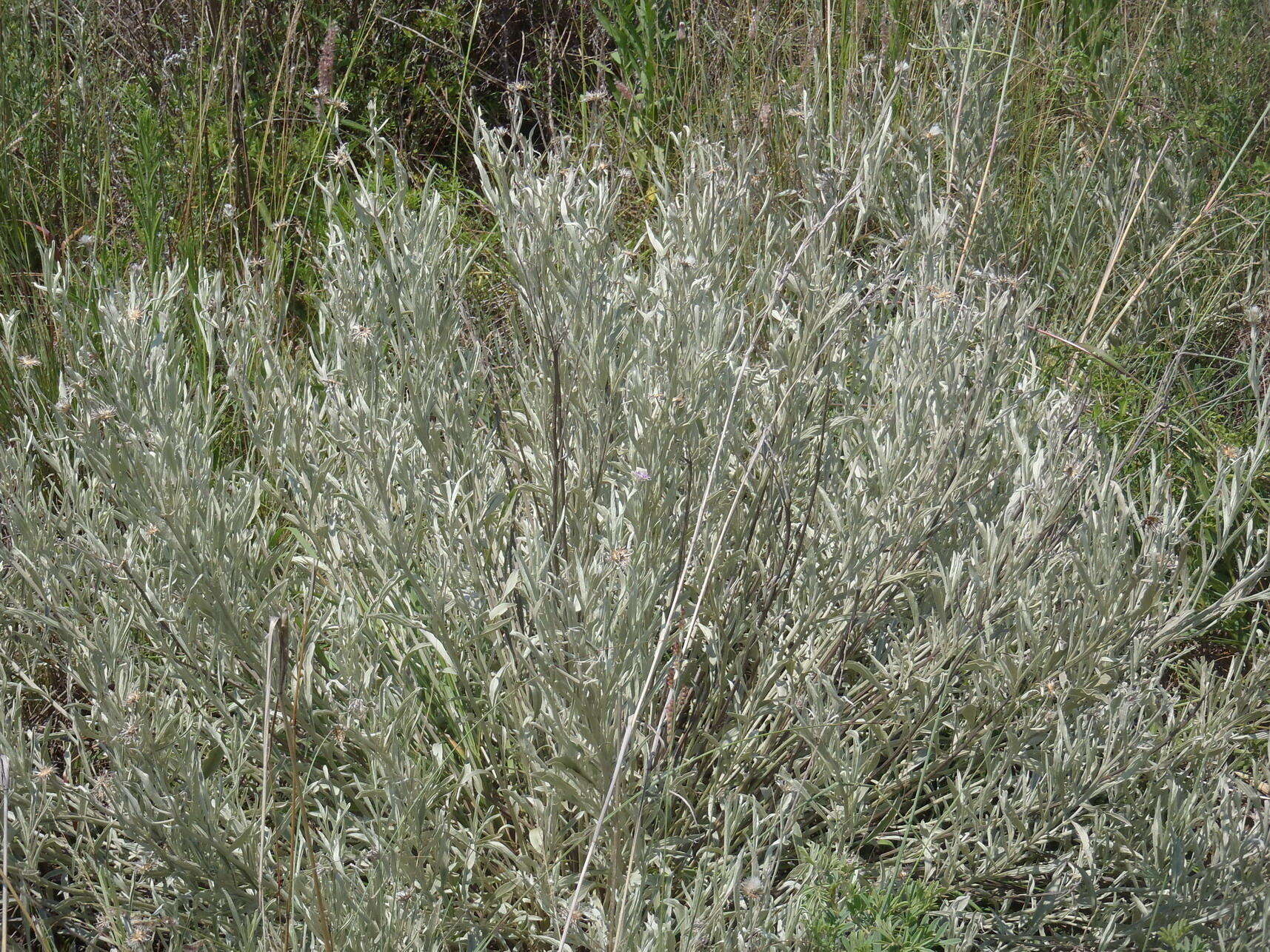 Image of Silver vernonia