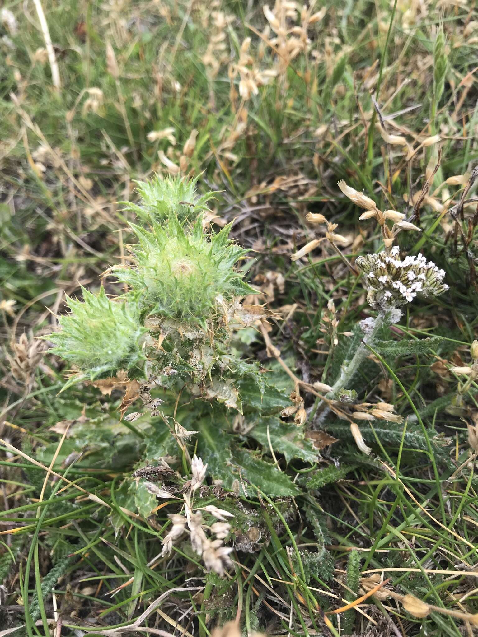 Image of carline thistle