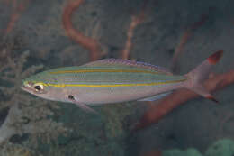 Plancia ëd Pterocaesio digramma (Bleeker 1864)