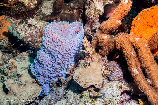 Image of Azure Vase Sponge