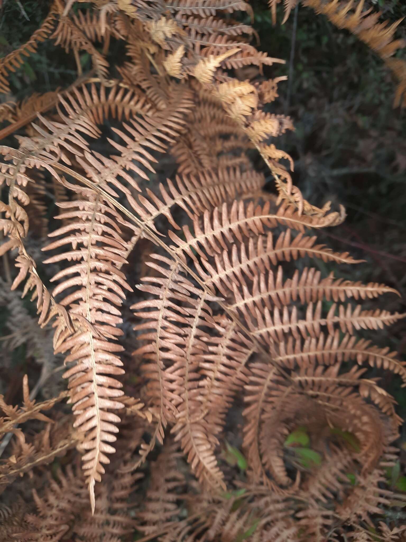 Image of Pteridium aquilinum subsp. aquilinum