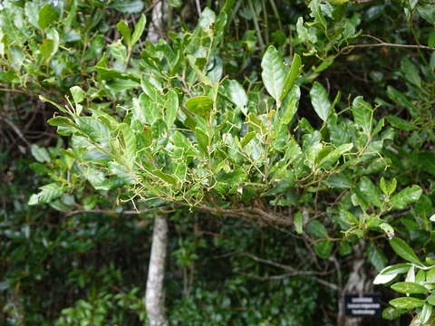 Image of Cassinopsis madagascariensis Baill.