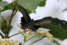 Image of <i>Papilio bianor thrasymedes</i>