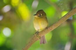 Image of Yellowish Flycatcher