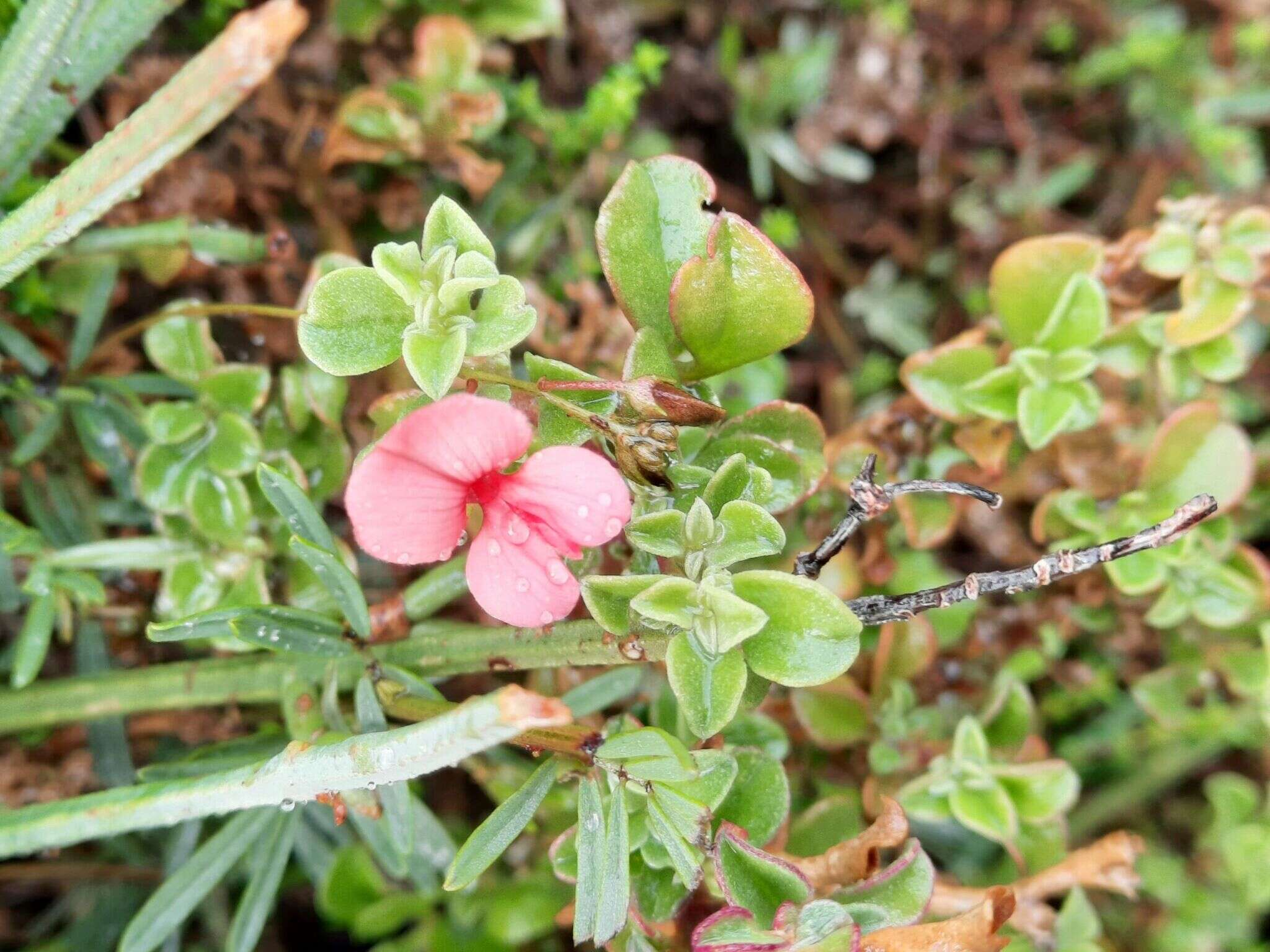 Слика од Indigofera microcarpa Desv.