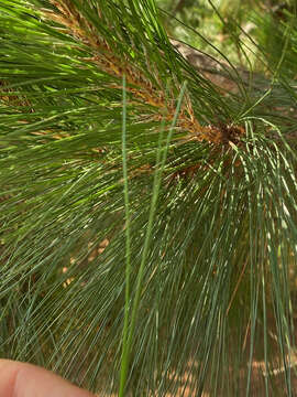 Image of Benguet Pine