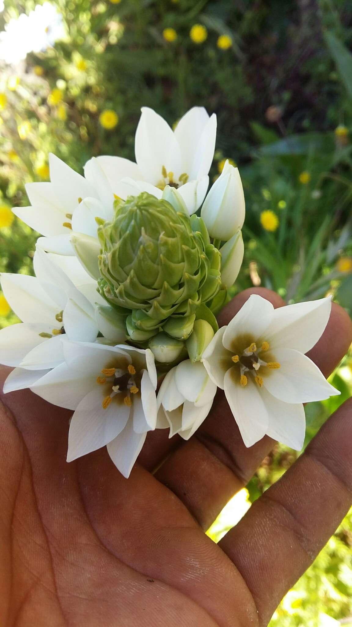 Слика од Ornithogalum thyrsoides Jacq.