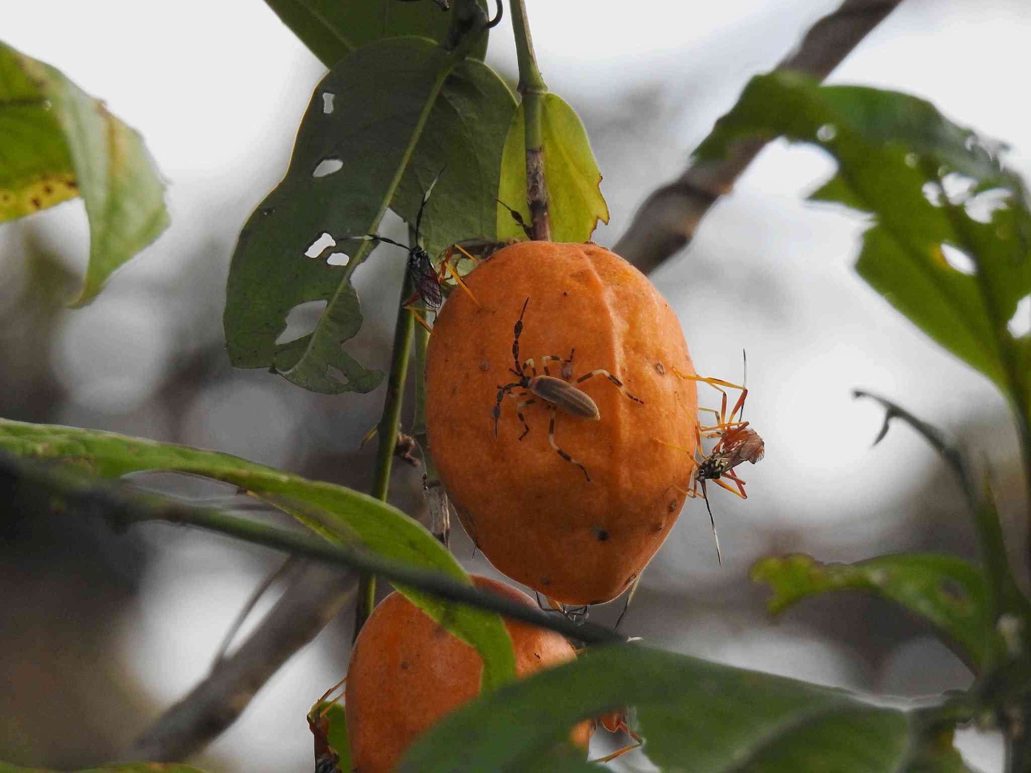 صورة Holhymenia clavigera (Herbst 1784)