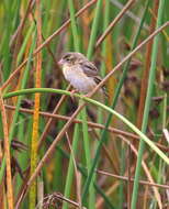 Image of Northern Red Bishop