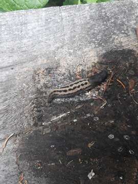 Image of ash-black slug